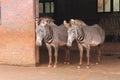 Portrait of two cute zebras in zoological farmhouse looking sad Royalty Free Stock Photo