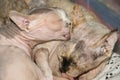 Portrait of two cats, of devon rex breed