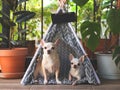 Two different size Chihuahua dogs sitting in gray teepee tent with blank name tag between house plant pot in balcony, looking at Royalty Free Stock Photo