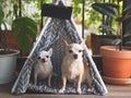 Two different size Chihuahua dogs sitting in gray teepee tent with blank name tag between house plant pot in balcony, looking at Royalty Free Stock Photo