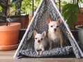 Two different size Chihuahua dogs sitting in gray teepee tent  tag between house plant pot in balcony, looking at camera Royalty Free Stock Photo