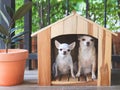 Two different size  short hair  Chihuahua dogs sitting in wooden dog house int balcony with  house plant pot, looking at camera Royalty Free Stock Photo