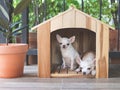 Two different size  short hair  Chihuahua dogs in wooden dog`s  house, small dog sitting  while big dog lying down Royalty Free Stock Photo