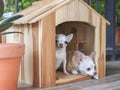 Two different size  short hair  Chihuahua dogs in wooden dog`s  house, small dog sitting  while big dog lying down Royalty Free Stock Photo