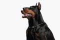 portrait of two dobermann dogs looking up side and panting Royalty Free Stock Photo