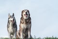 Portrait of two dogs, a Alaskan Malamute female and Siberian husky male Royalty Free Stock Photo