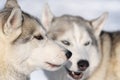 Portrait two dogs husky breed before winter sport competition dog sled race Royalty Free Stock Photo