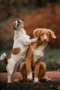 Portrait of two dogs Jack Russell and red tolling Retriever