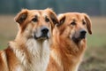 Portrait of two dogs looking at the camera in the field Royalty Free Stock Photo