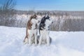 Portrait two dogs Siberian husky on the background of the winter landscape. Royalty Free Stock Photo