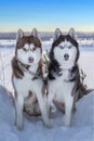 Portrait two dogs Siberian husky on the background of the winter landscape. Royalty Free Stock Photo