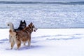 Portrait two dogs Siberian husky standing on the shore and looking at the floating ice. Rear view. Copy space. Royalty Free Stock Photo