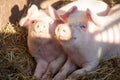 Portrait of two domestic pigs looking through a fence Royalty Free Stock Photo