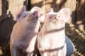 Portrait of two domestic pigs looking through a fence Royalty Free Stock Photo