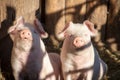 Portrait of two domestic pigs looking through a fence Royalty Free Stock Photo