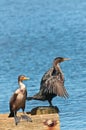 Portrait of two double-crested cormorants standing on wood piling Royalty Free Stock Photo