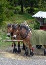 Portrait of two draft horses Royalty Free Stock Photo