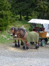 Portrait of two draft horses Royalty Free Stock Photo