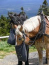 Portrait of two draft horses Royalty Free Stock Photo