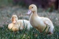 Portrait of two ducklings Royalty Free Stock Photo