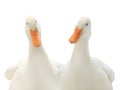 Portrait two ducks isolated on white Royalty Free Stock Photo