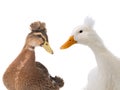 Portrait two ducks isolated on white Royalty Free Stock Photo