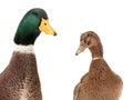 Portrait two ducks isolated on white Royalty Free Stock Photo
