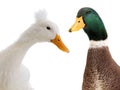 Portrait two ducks isolated on white Royalty Free Stock Photo