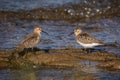 Portrait of two dunlins standing in muddy water