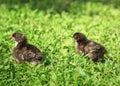 Portrait of two Easter little fluffy black chicken walking on the lush green grass in the village yard on a spring Sunny day Royalty Free Stock Photo