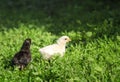 Portrait of two Easter little fluffy yellow and black chicken walking on the lush green grass in the village yard on a spring Royalty Free Stock Photo