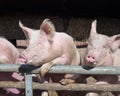 Portrait of two enthousiastic pigs Royalty Free Stock Photo