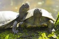 Portrait of two European swamp turtles