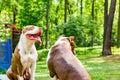 Portrait of two fighting dogs for a walk in the park. Bull Royalty Free Stock Photo