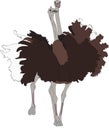 Portrait of a two fighting ostriches Royalty Free Stock Photo