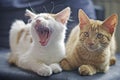 Portrait of two funny cats sitting on the sofa. Royalty Free Stock Photo
