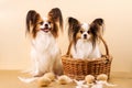 Portrait of two funny dogs Royalty Free Stock Photo
