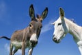 Portrait of Two funny face white and gray curious donkeys Royalty Free Stock Photo