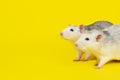 Portrait of two Funny fat rats isolated on yellow Royalty Free Stock Photo