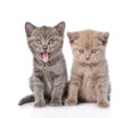 Portrait two funny kittens. on white background