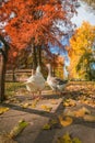 Portrait of two geese in the autumn park, Umbria Royalty Free Stock Photo