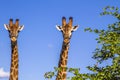 Portrait of two giraffes in the bush in Kruger Park, South Africa