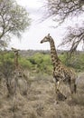 Portrait of two Giraffes grazing on trees