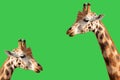 Portrait of two giraffes