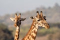 Portrait of two giraffes (one defocused) in Nairobi National Park. Head only Royalty Free Stock Photo