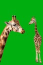 Portrait of two giraffes