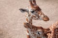 Portrait of two giraffes Royalty Free Stock Photo