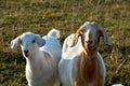 Portrait of two goats on meadow