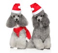 Portrait of two gray poodles in Santa hats Royalty Free Stock Photo
