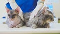 Portrait of a two grey cats at veterinary clinic.